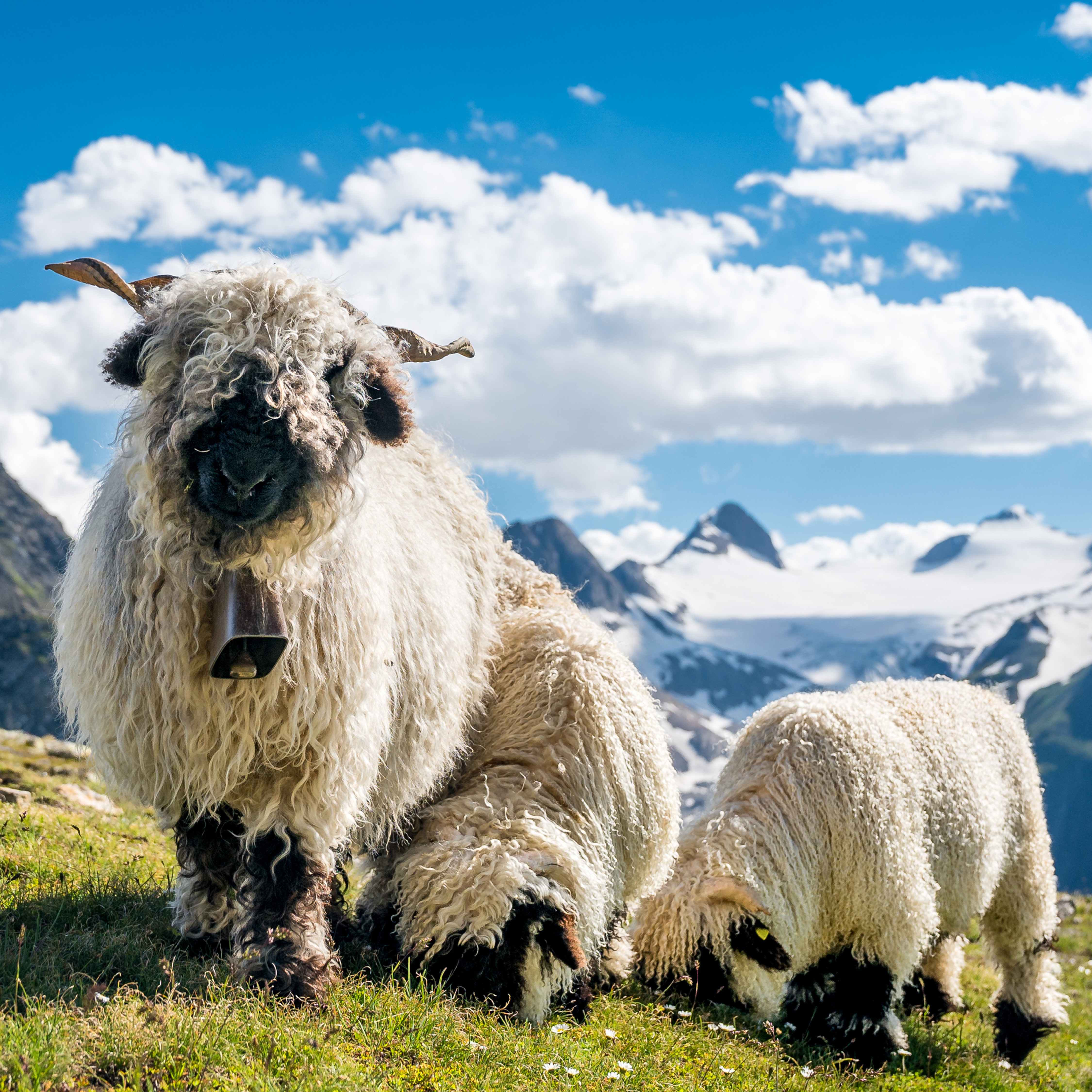 alt visuel custom Kanton Wallis Webslider